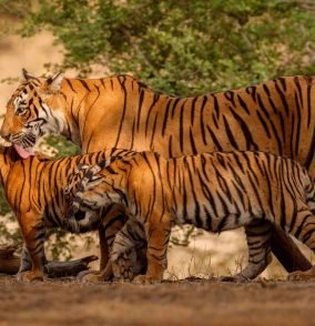 amazing-bengal-tigers-nature_compressed